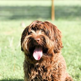 Bindy - Australian Labradoodle