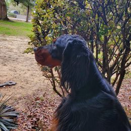 Adele - Gordon Setter