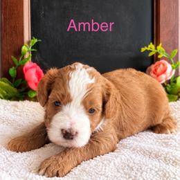 Amber - Red female Bernedoodle puppy in Glendale, Arizona from CocoLove Doodles