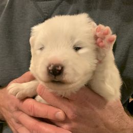 Samoyed Puppies from Velvet Sky Samoyeds