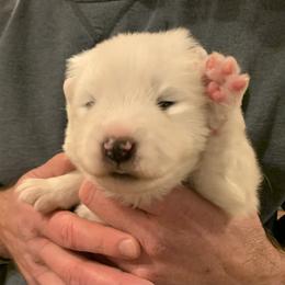 Samoyed Puppies from Velvet Sky Samoyeds