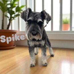 Spike - Miniature Schnauzer