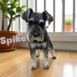 Spike - Miniature Schnauzer