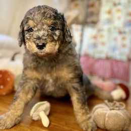 Ash - Blue merle female Bernedoodle puppy in Lookout, California from Remington Kennels, LLC