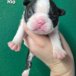 Rio (Boy 2) - Black brindle and white male Boston Terrier puppy in Denver, Colorado from Diamonds In The Ruff Boston Terriers