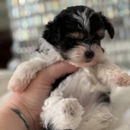 Maltipoo, Poodle, and Yorkipoo Puppies from Doodle Pups Fur-Ever