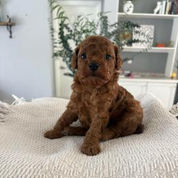 Charlie - Red  male Goldendoodle puppy in Brooksville, Florida from Abby’s Standard Goldendoodles