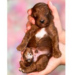 Bloom - Red  male Poodle puppy in Kissimmee, Florida from Poodle Doodle Kennels