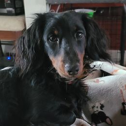 Gibbs - Dachshund