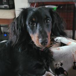 Gibbs - Dachshund