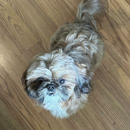 Bruno - Shih Tzu