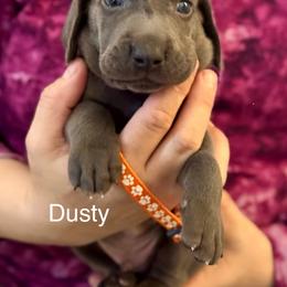 Dusty - Blue male Weimaraner puppy in Aitkin, Minnesota from Whispering’s GunDogs