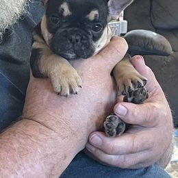 Girl 1 - Black and tan French Bulldog puppy in Marlow, Oklahoma from WYOKIE Frenchies
