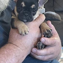 Girl 1 - Black and tan French Bulldog puppy in Marlow, Oklahoma from WYOKIE Frenchies