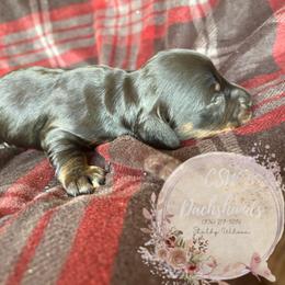 Dachshund Puppies from CSW Dachshunds