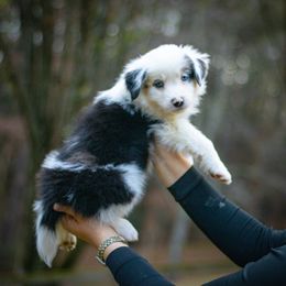 Cortado - Blue merle male Australian Shepherd puppy in Monroe, Georgia from Lovable Little Aussies