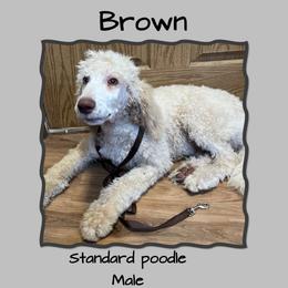 Brown - Cream male Poodle puppy in Mauston, Wisconsin from Quiverfull Acres