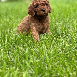 Cavapoo Puppies from Taylor Sweeten