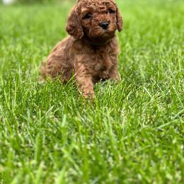 Cavapoo Puppies from Taylor Sweeten