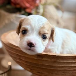 Celeste - Blenheim female Cavachon puppy in Draper, Utah from Peaks Pups — Exceptional by Nature. Raised with Purpose.