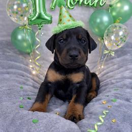 Bango - Black and rust male Doberman Pinscher puppy in Brookfield, Wisconsin from Haus of Hound