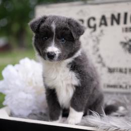 Lyra - Blue female Border Collie puppy in Conway, Missouri from 2J 2K Border Collies | Maremma Sheepdogs
