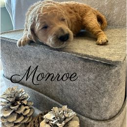 Girl 4 - Cream Goldendoodle puppy in Eastvale, California from Patriot Family Paws