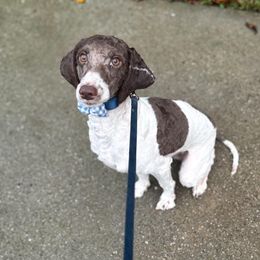 Brodie - Chocolate male Labradoodle puppy in Travelers Rest, South Carolina from Doodles of Love Labradoodles