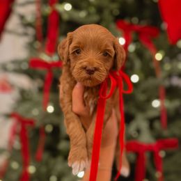 Cady Cane - Red  female Goldendoodle puppy in Fleming Island, Florida from Island Doodles