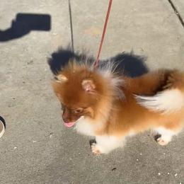Diva - Chocolate sable female Pomeranian puppy in Zionville, North Carolina from Shaner Poms