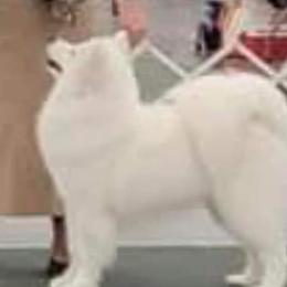 FETA - Samoyed