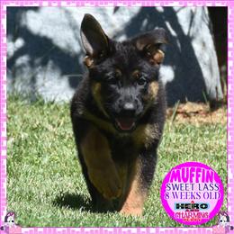 SWEET MUFFIN - Black and tan female German Shepherd puppy in Murrieta, California from Diamond Oaks German Shepherds