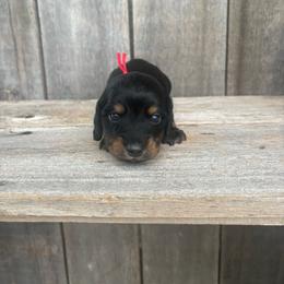 Black and tan - Black and tan male Dachshund puppy in South Willard, Utah from Doxies in the Sun