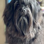 Cane Corso and Lowchen from Potrero Performance Dogs