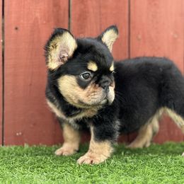 French Bulldog Puppies from Xklusive frenchies