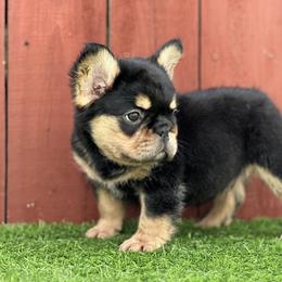French Bulldog Puppies from Xklusive frenchies