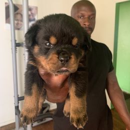 Rottweiler Puppies from Rottweiler Land