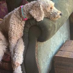 Goldendoodle All Grown Up from Lazy Acres Doodles