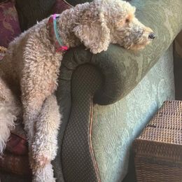 Goldendoodle All Grown Up from Lazy Acres Doodles