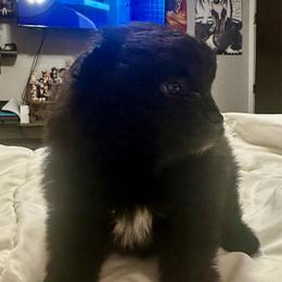 Diamond - Black male Pomeranian puppy in Springfield, Missouri from Hope Mountain Pomeranians