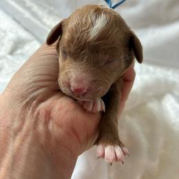 Boy 3 - Buff and white male Cockapoo puppy in Adrian, Oregon from ApplebyFarm