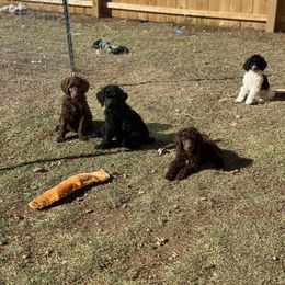 Poodle Puppies from Parapoodles