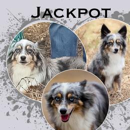 Jackpot - Toy Australian Shepherd