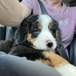 Airedale Terrier, Bernedoodle, and Bernese Mountain Dog Puppies from Beitzel Babies