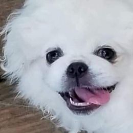 Finley (Finn) - Pekingese