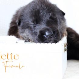Odette - Black and cream female German Shepherd puppy in De Land, Florida from 3B’s Animal Artistry