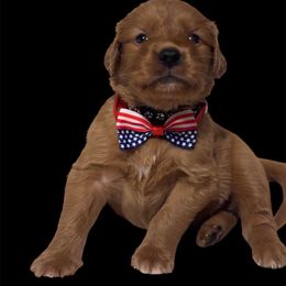 Golden Retriever Puppies from Brilliant Golden Furry Tails