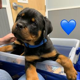 Rottweiler Puppies from Thomas Rotts