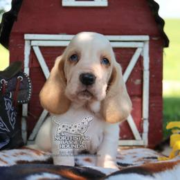 Netflix - Lemon and white male Basset Hound puppy in Pollock, Missouri from Northstar