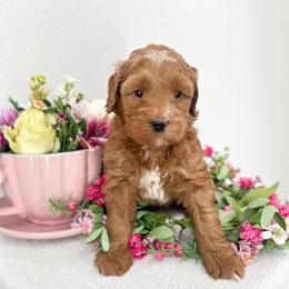 Mad Hatter - Caramel red male Australian Labradoodle puppy in Palmdale, California from Pixie Doodle Paws